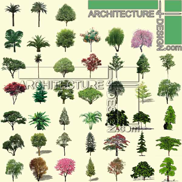 Photoshop Shrubs Elevation Photoshop Shrubs Elevation