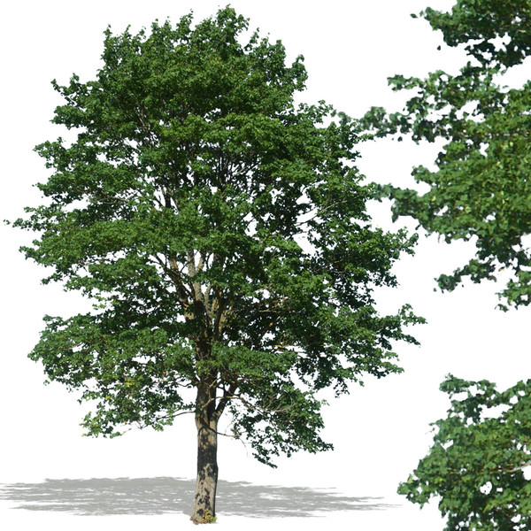 Photoshop Transparent Trees