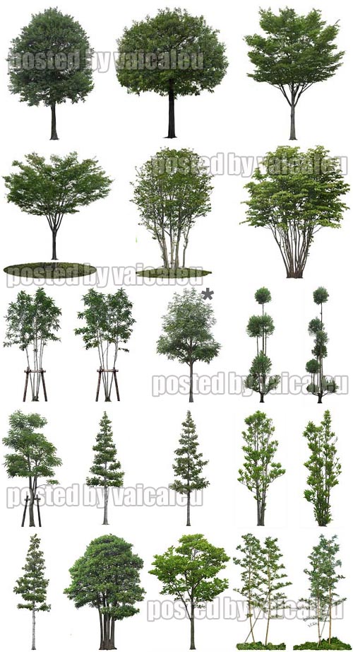 Photoshop Transparent Trees