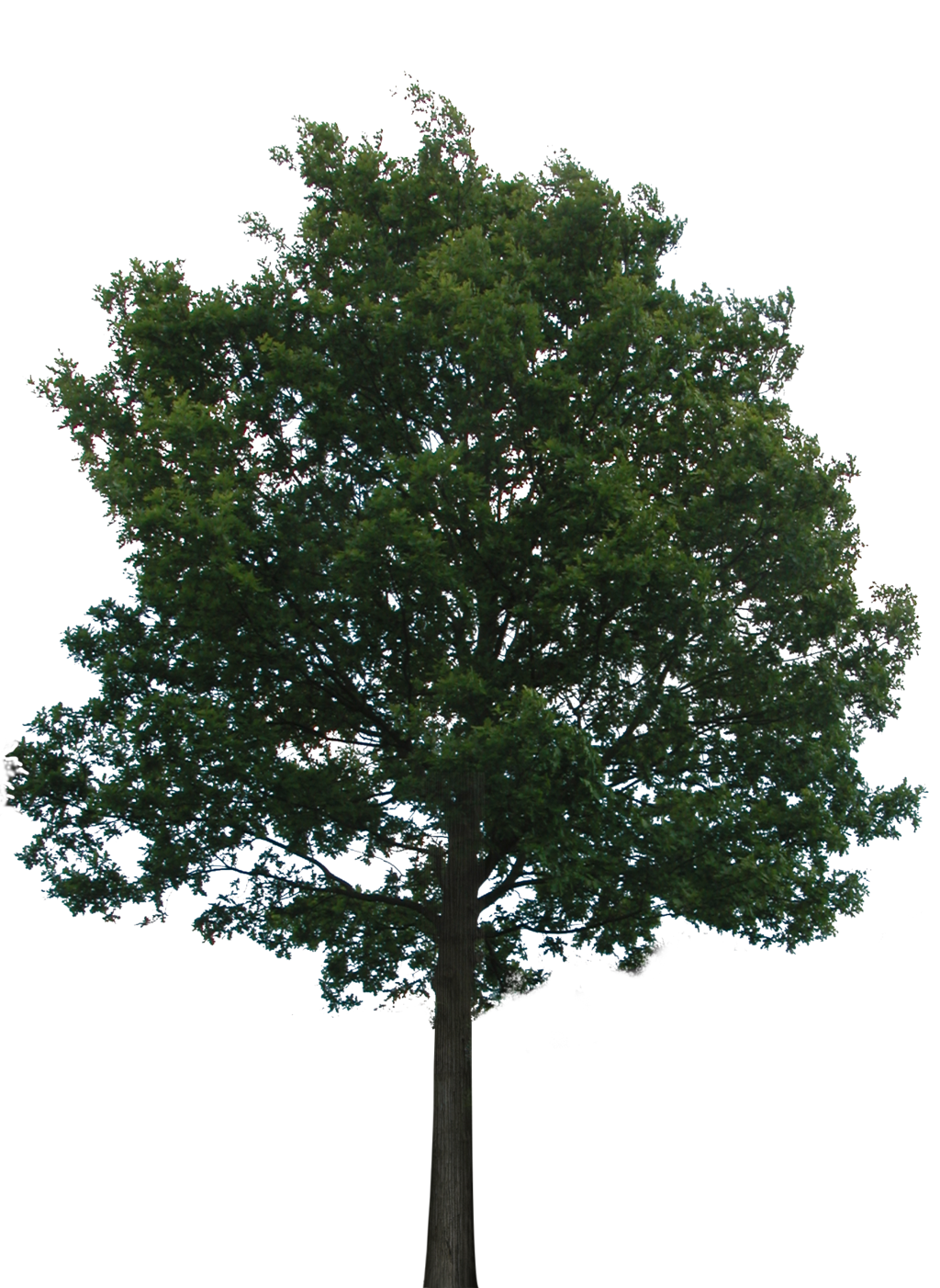 Photoshop Transparent Trees