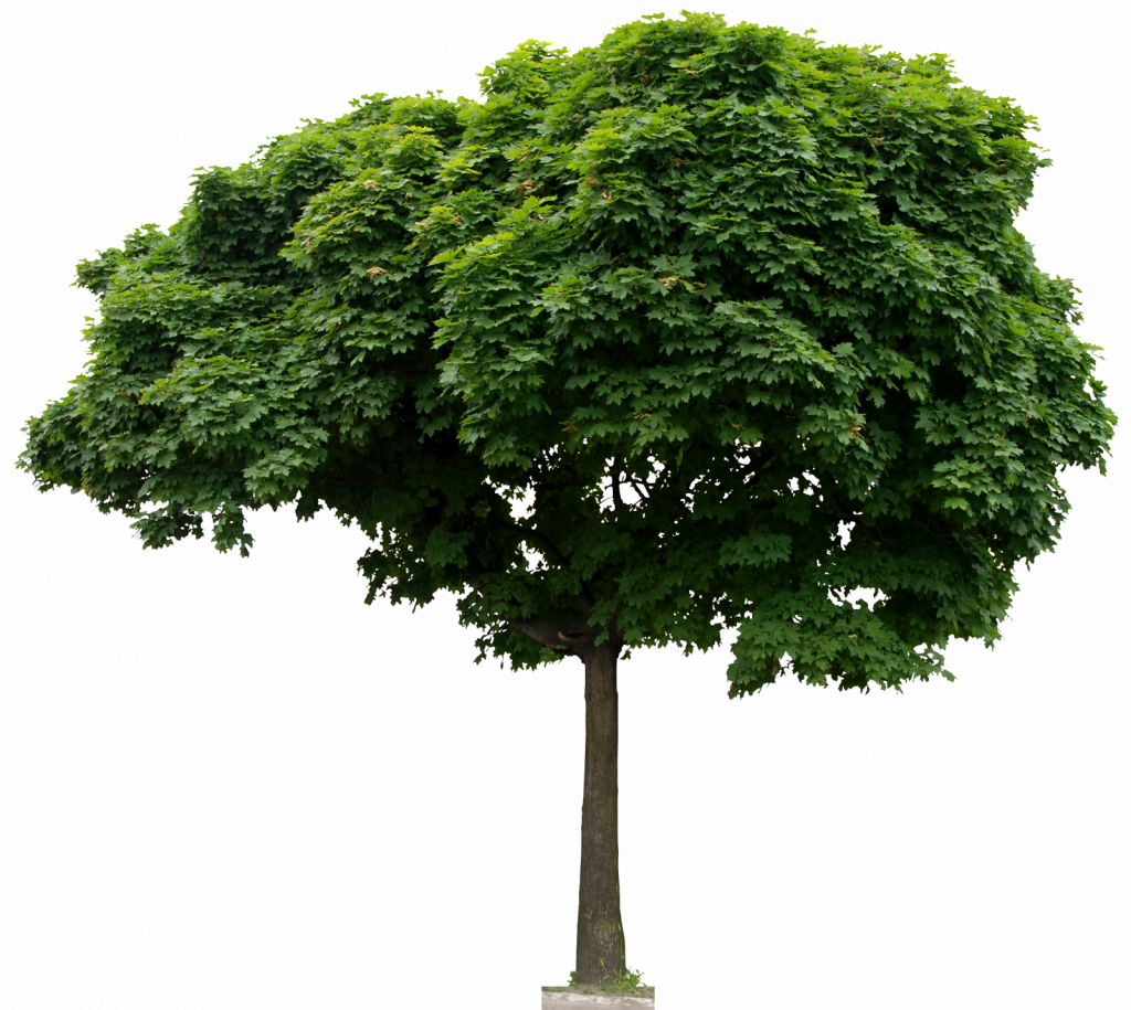 tree clipart psd - photo #44