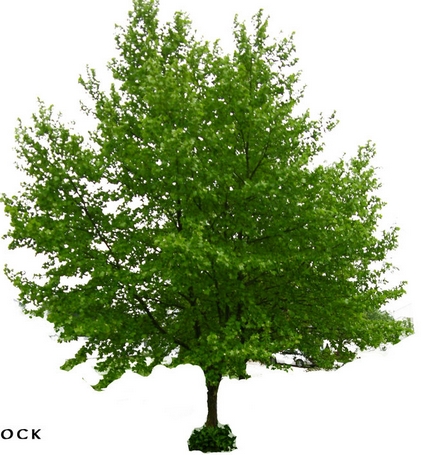 Photoshop Tree PSD Photoshop Tree PSD