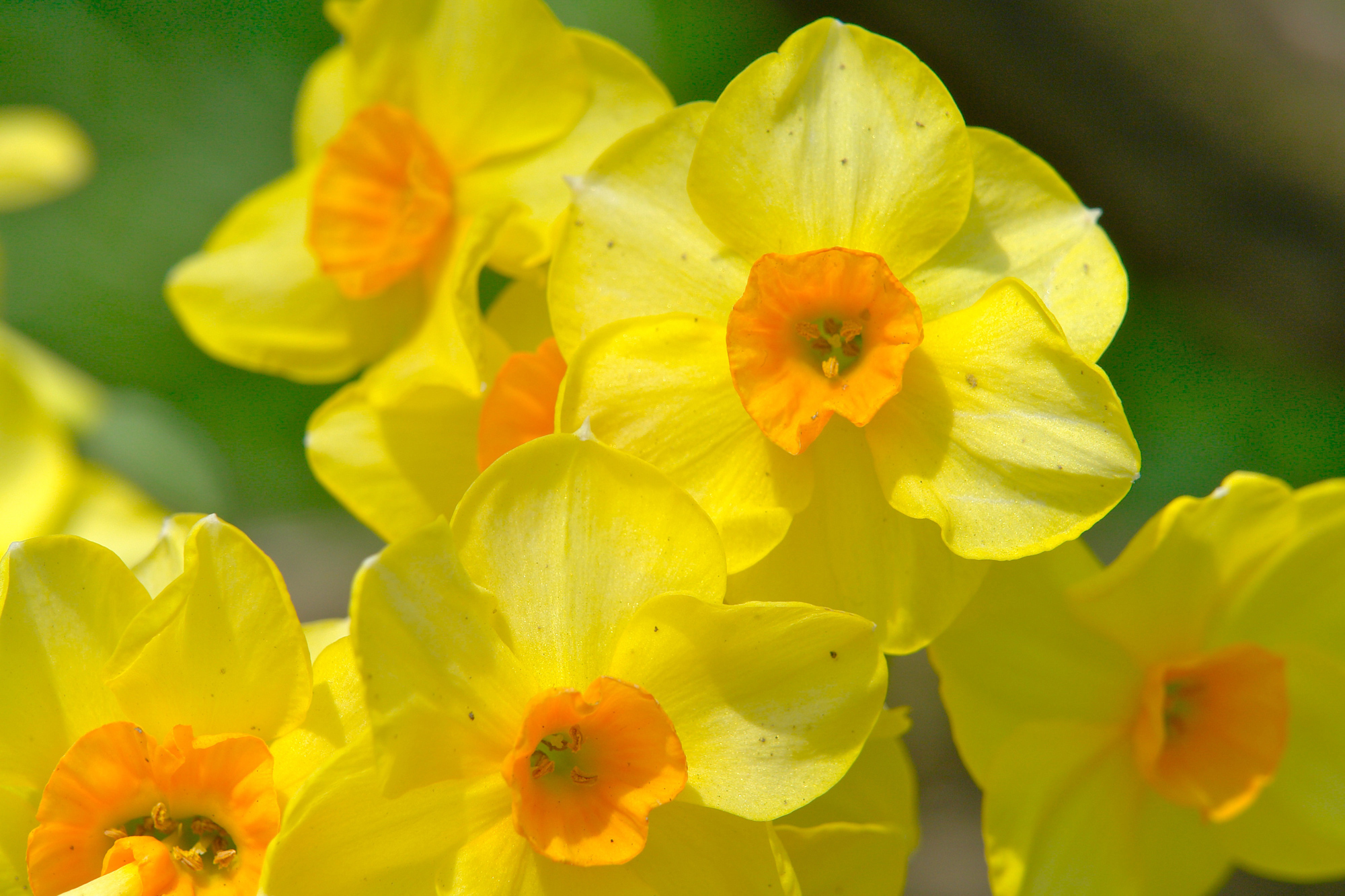 Picture Springtime Spring Flowers