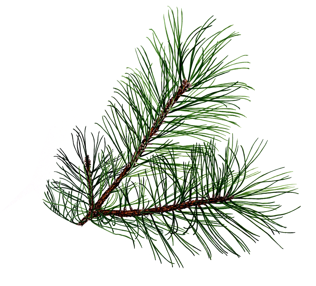Pine Tree Branch Clip Art