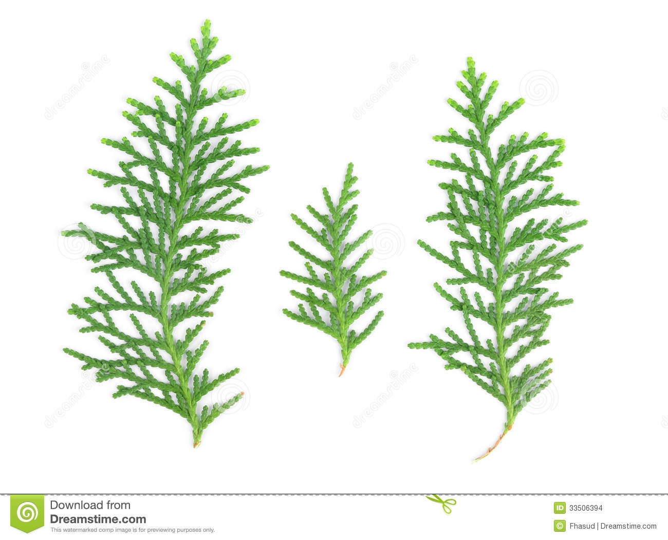 Pine Tree Leaf Scientific Name