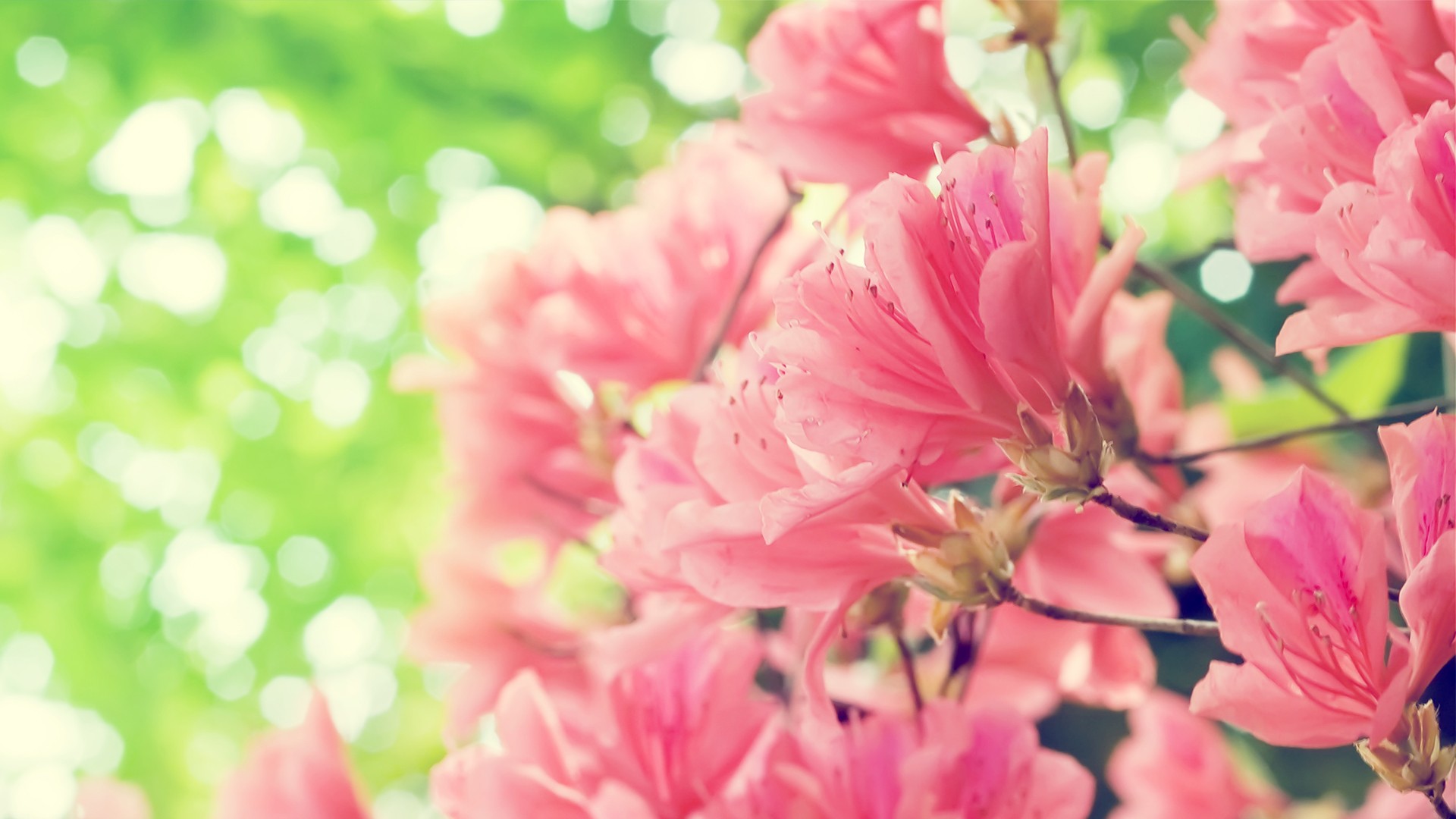 Pink Spring Flowers