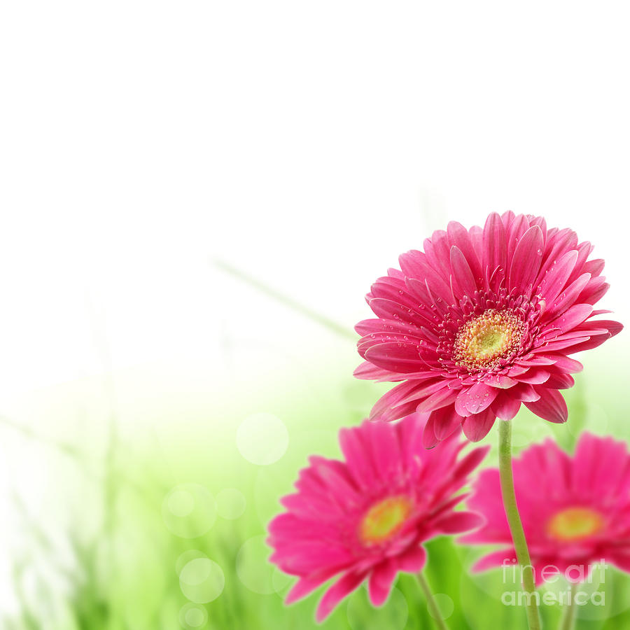 Red Spring Flowers Red Spring Flowers