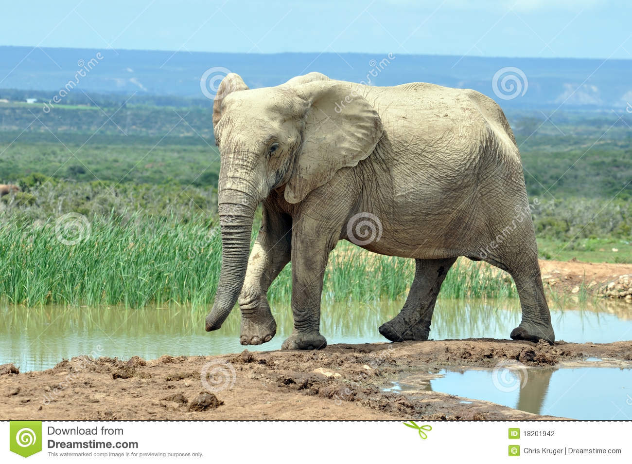 South Africa African Elephant