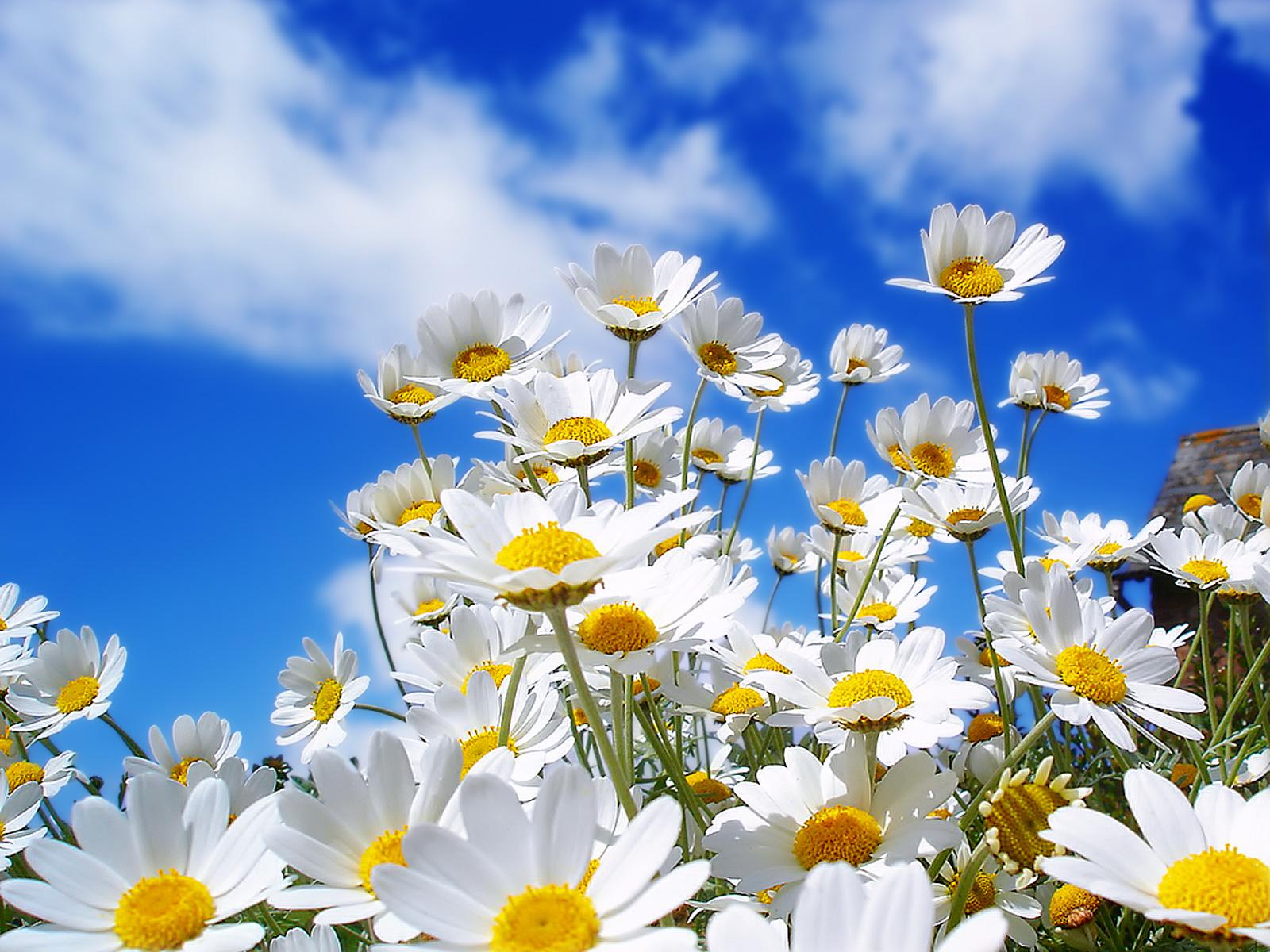 Spring Daisies