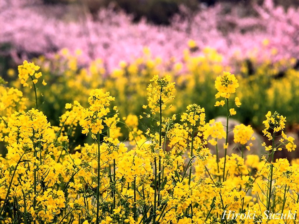 Spring Flowers.com