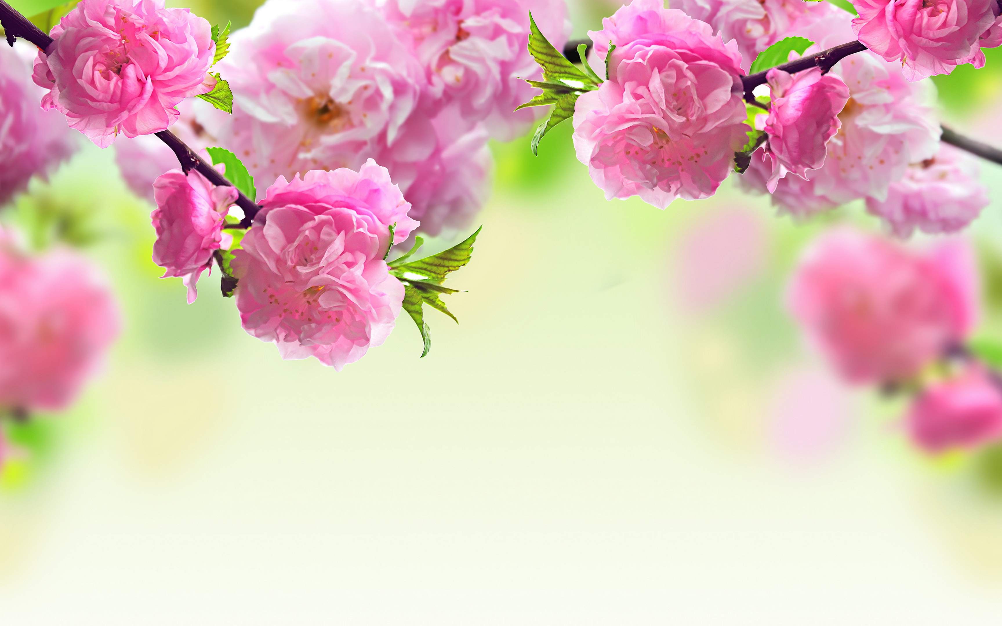 Spring Flowers Desktop