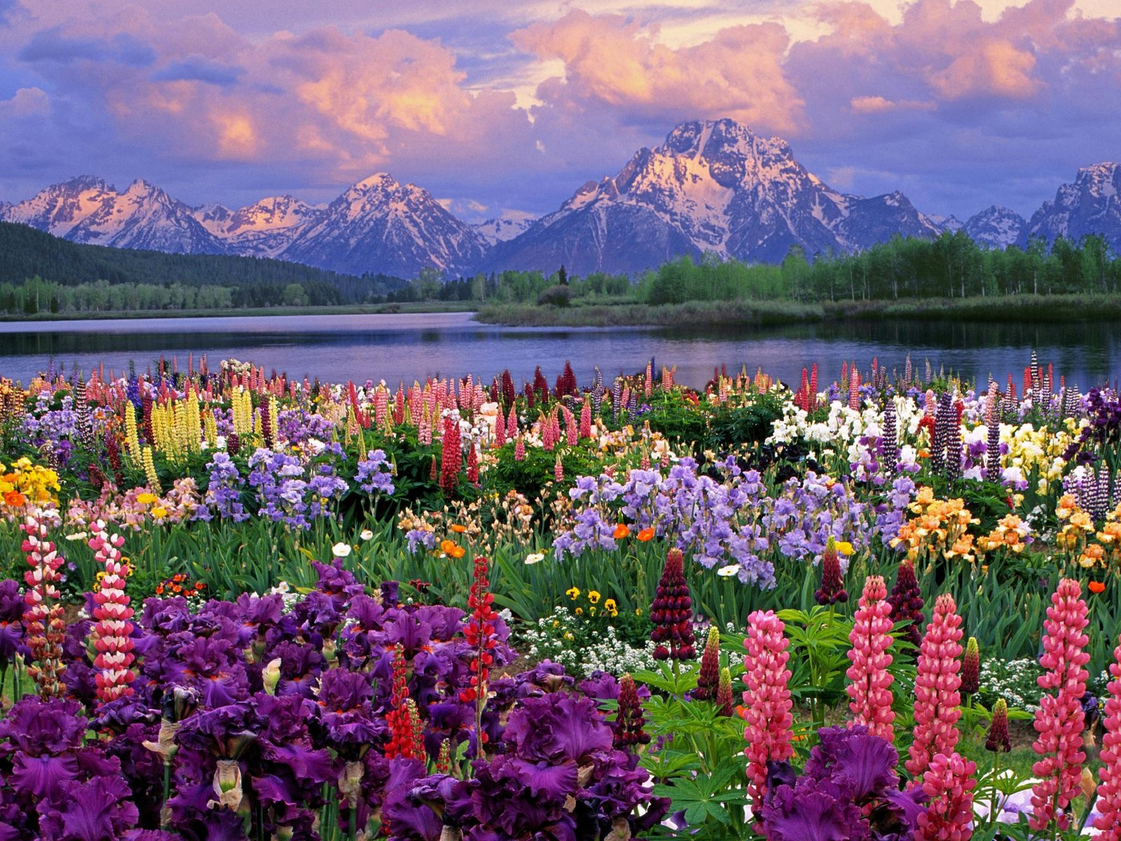 Spring Flowers Spring Flowers