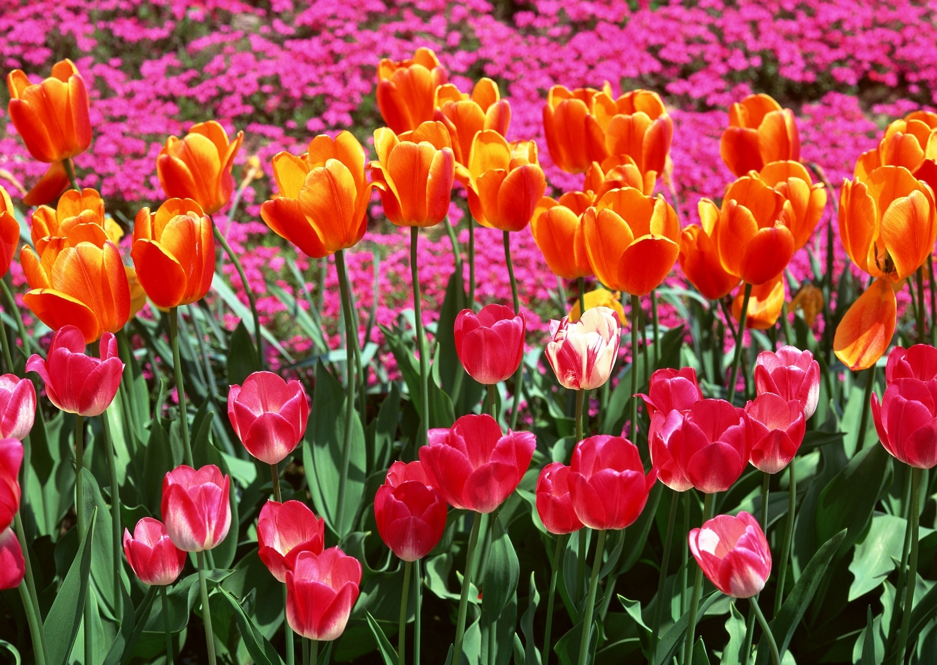 Spring Meadow Flowers