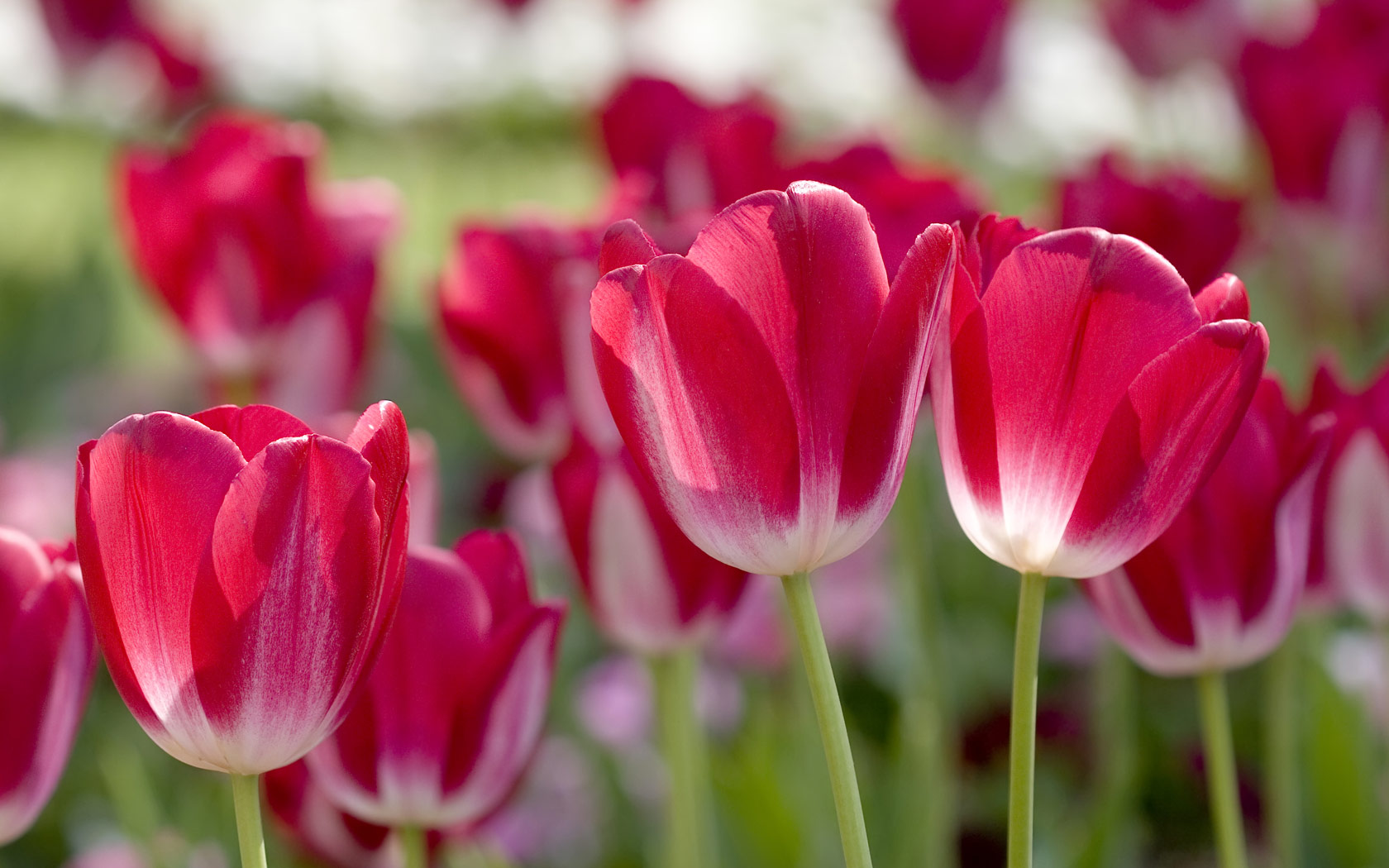 11 Spring Flowers Photography Images