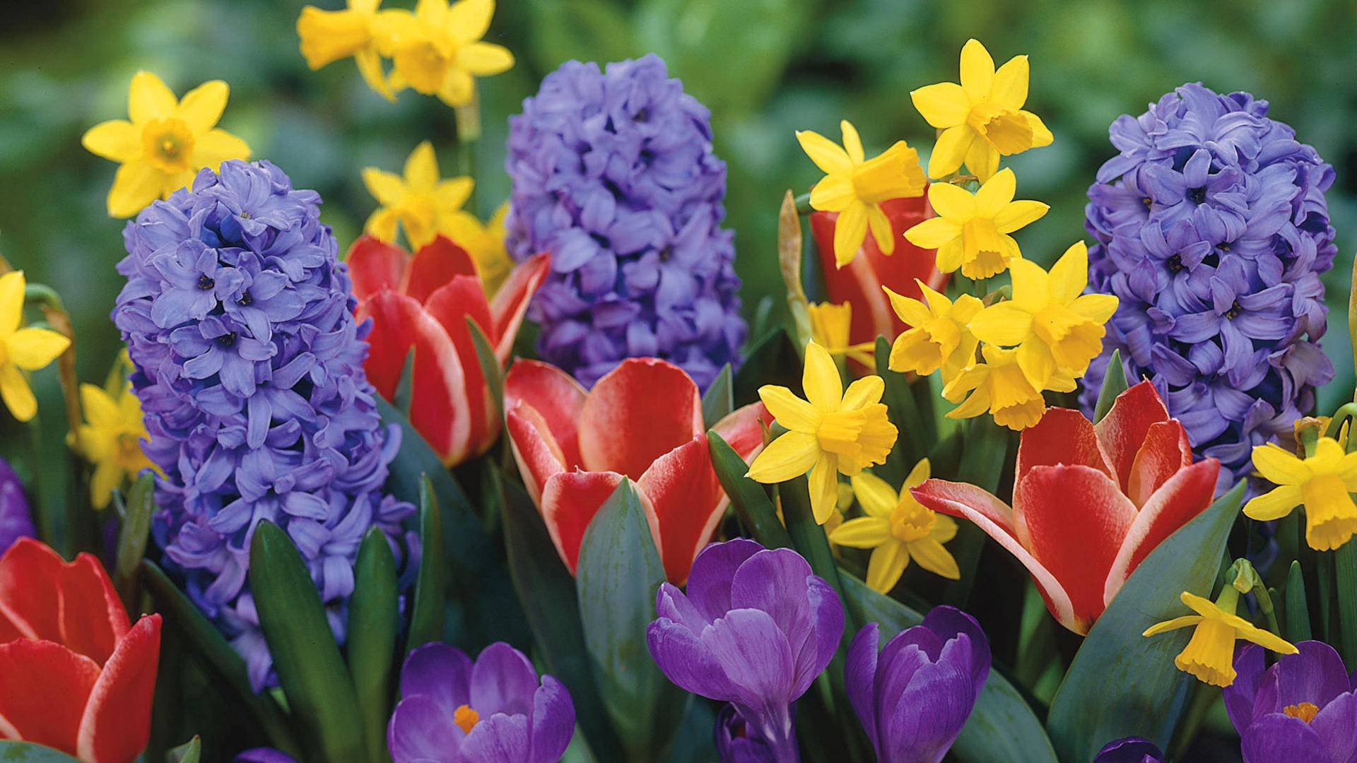 Springtime Wallpaper Spring Flowers Springtime Wallpaper Spring Flowers