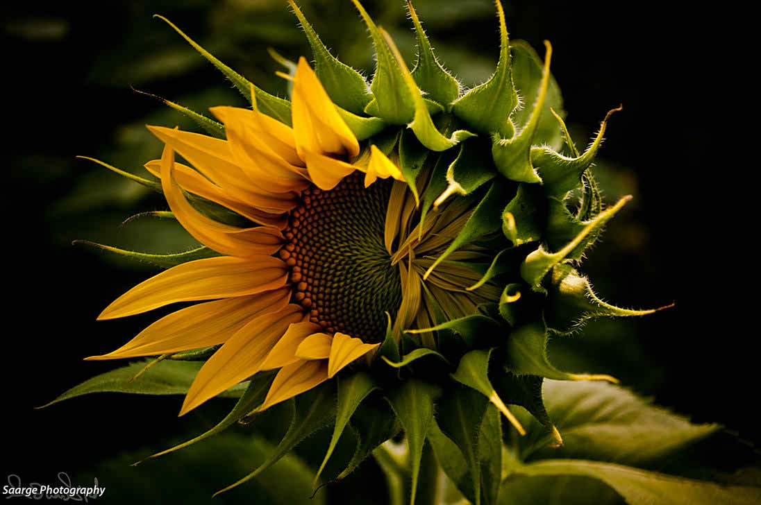 Sunflower Flowers Pictures and Stuff