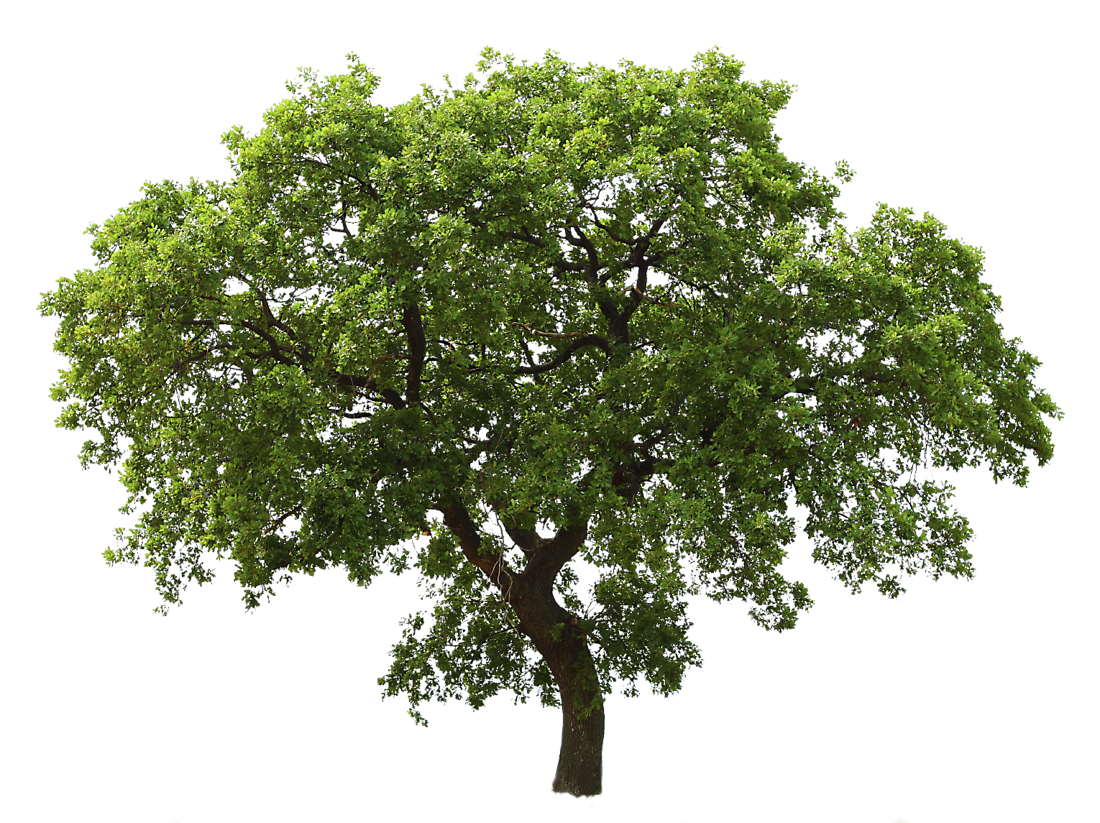 Transparent Oak Tree