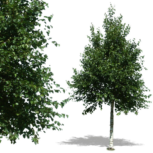 Tree PSD