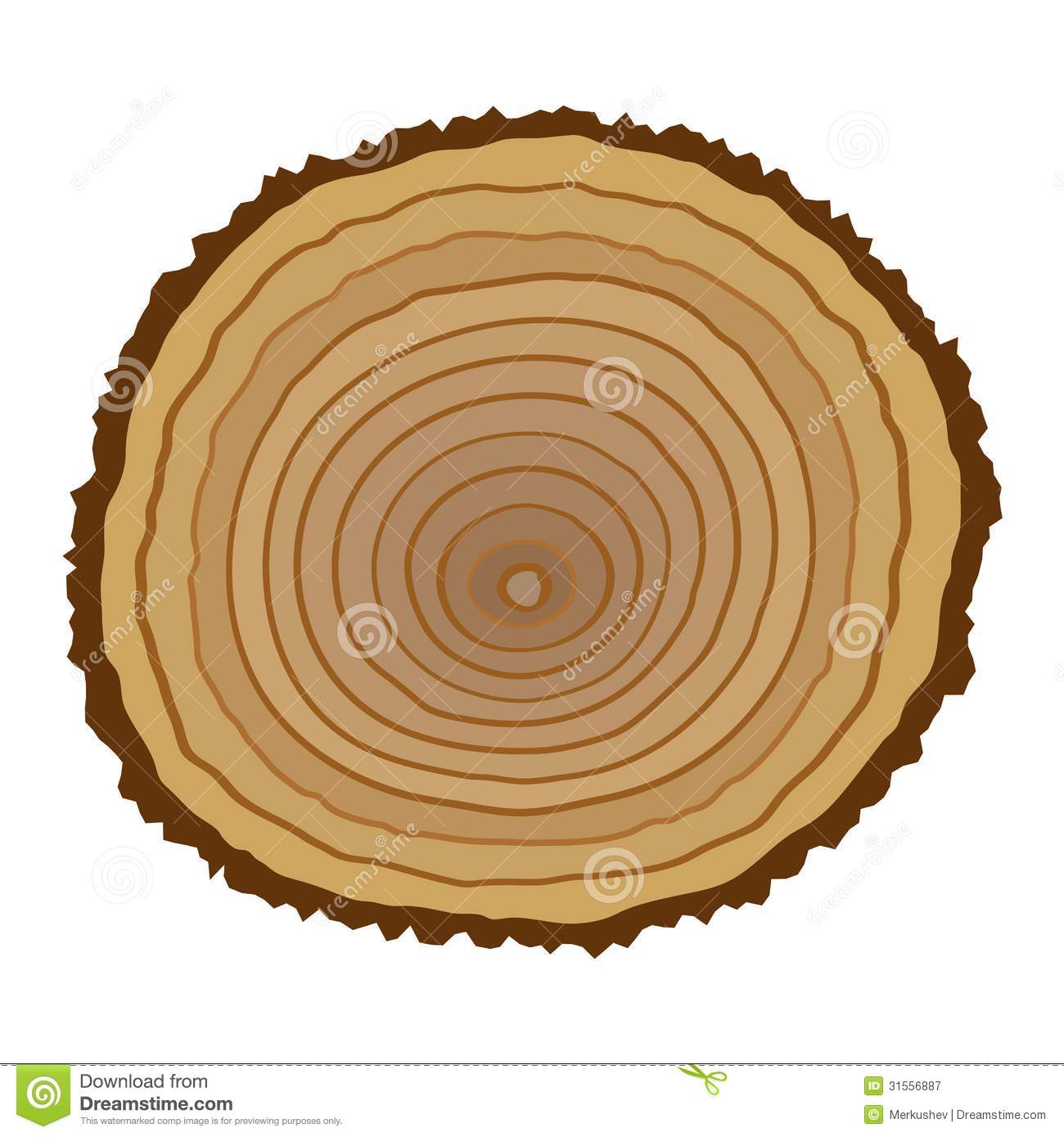 Tree Stump Cross Section