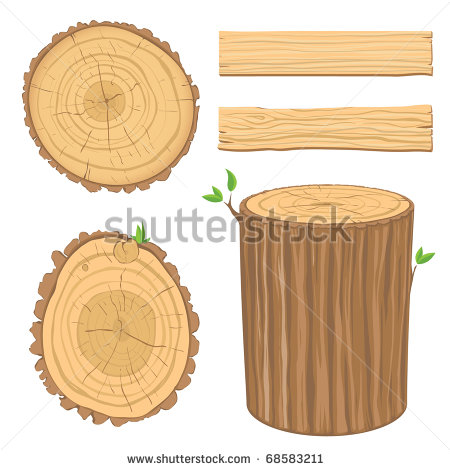 Tree Trunk Cross Section