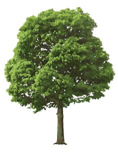 Tree Vector Tree Vector
