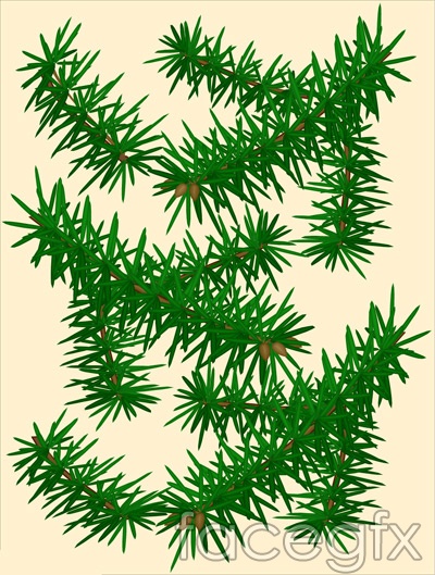 15 Photos of Pine Leaf Vector