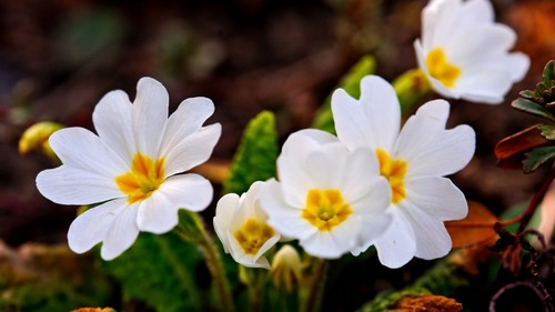 White Spring Flowers