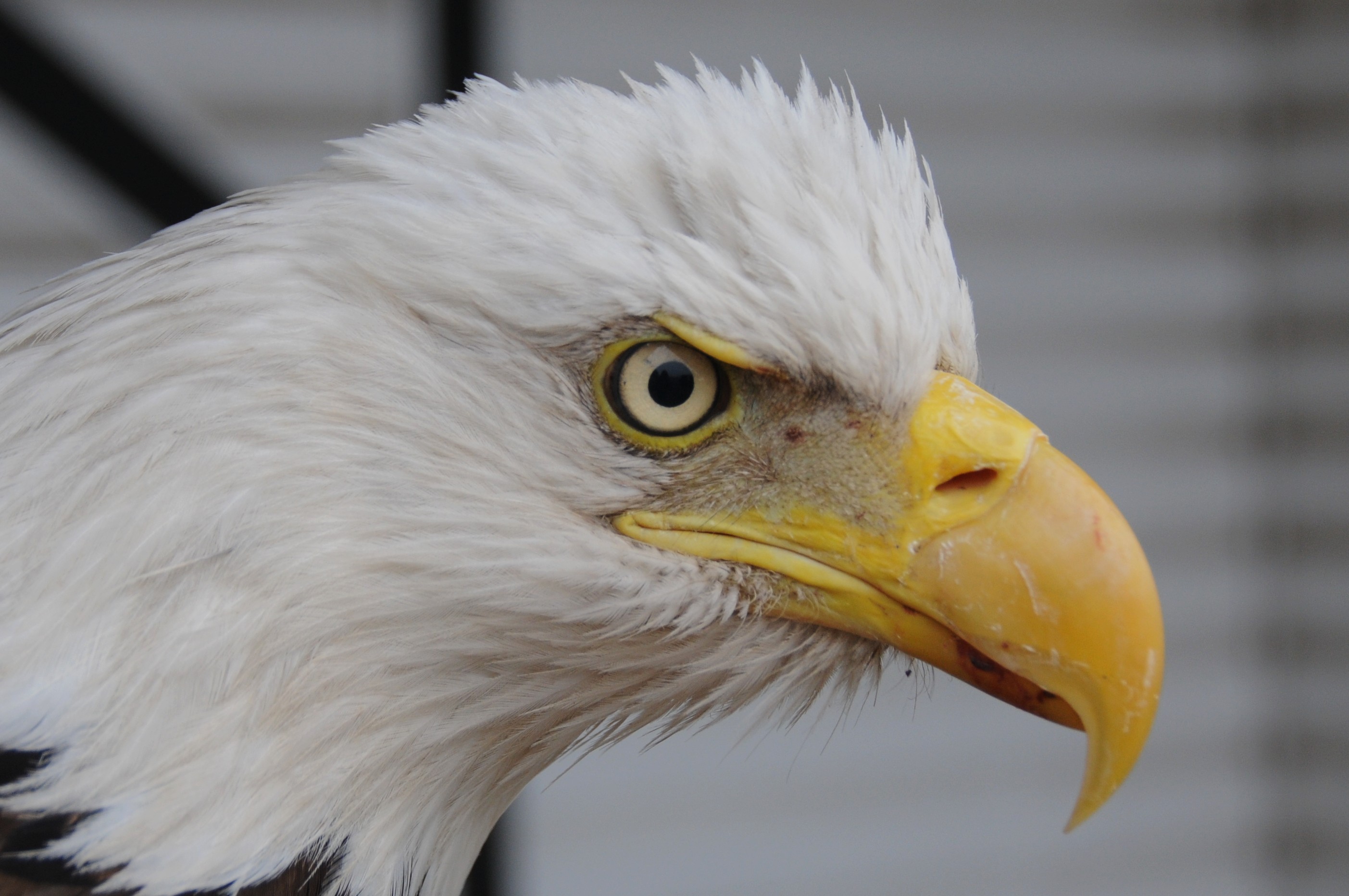 Bald Eagle Eye