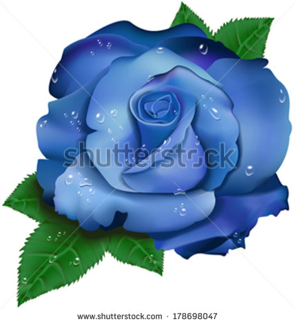 Beautiful Blue Rose