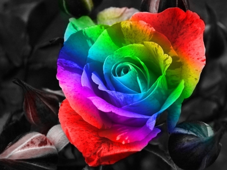 Beautiful Rainbow Roses