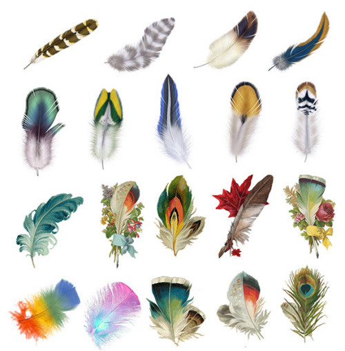 Bird Feather Clip Art