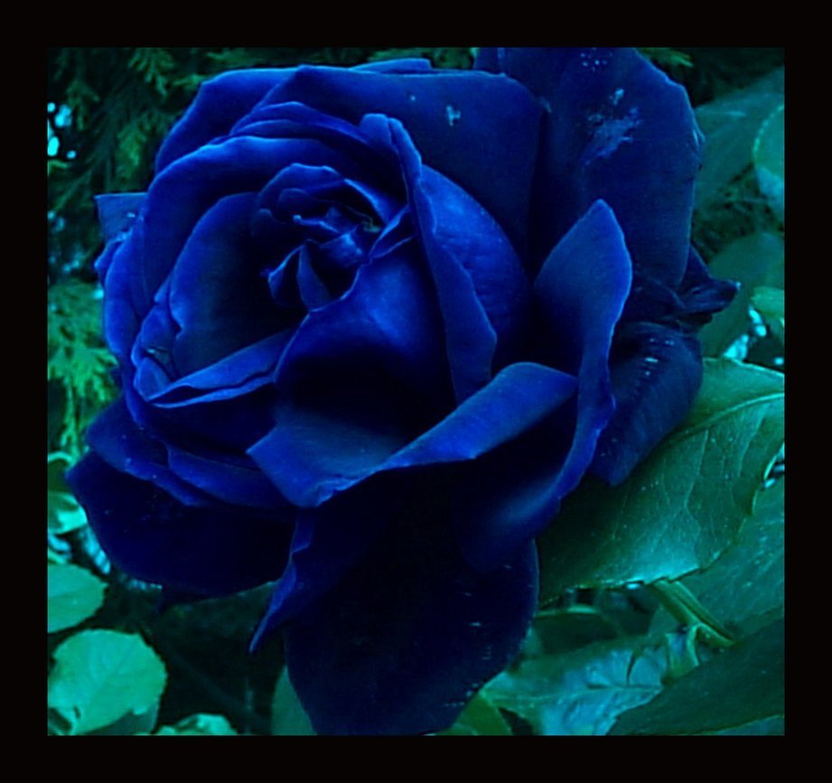 Blue Rose Meaning