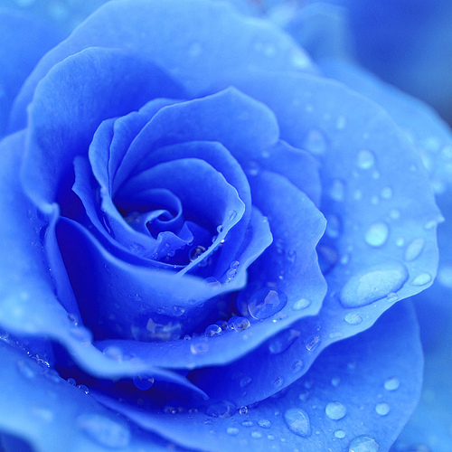 Blue Rose with Raindrops