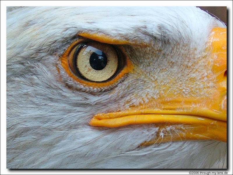 Eagle Eye