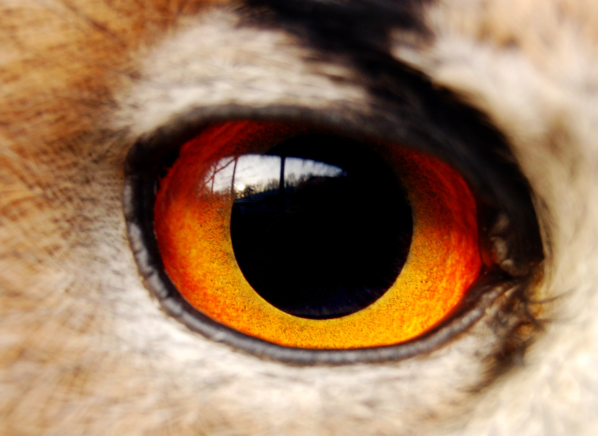 Eagle Owl Eyes