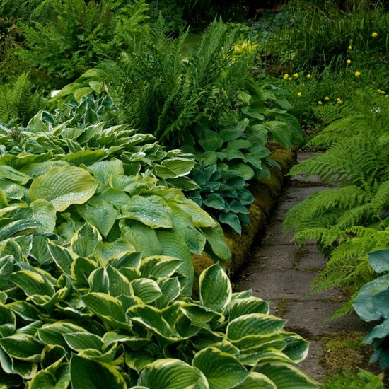 Garden with Hostas Ideas