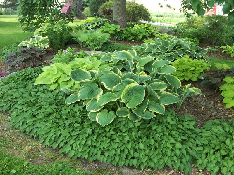 Hosta Garden Design Ideas