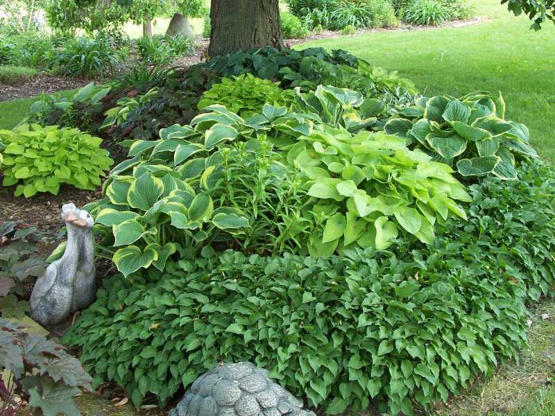 Hosta Garden Design Ideas