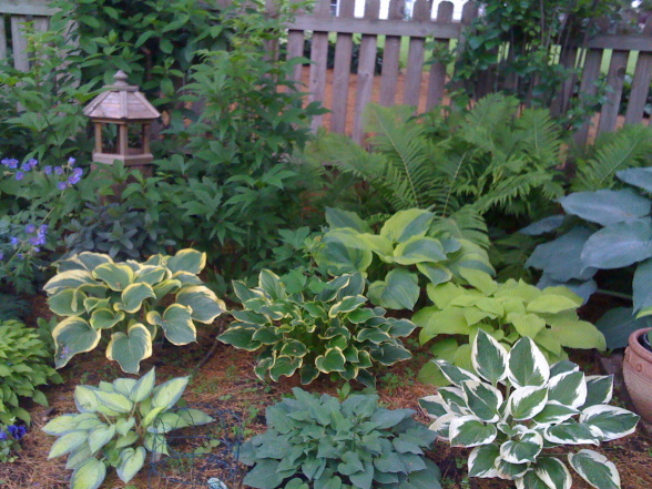 Hosta Garden Design Ideas