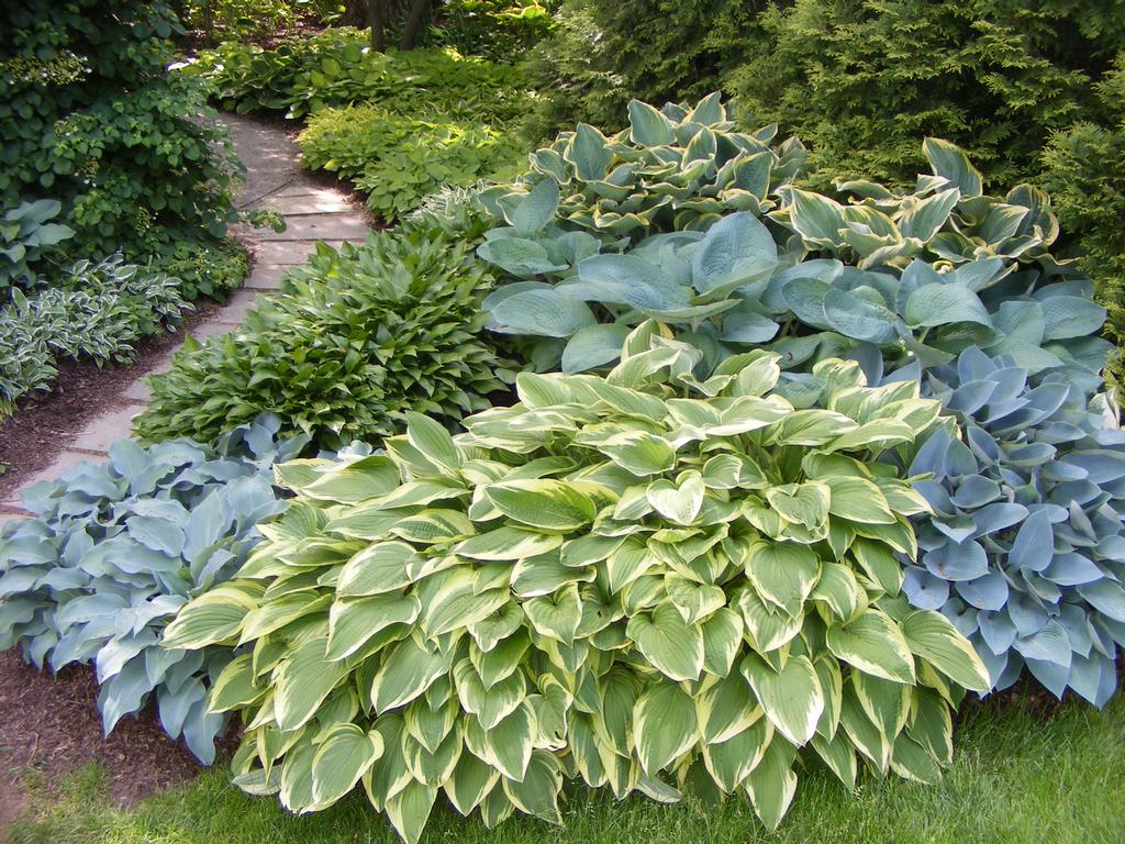 Landscape with Hostas Ideas