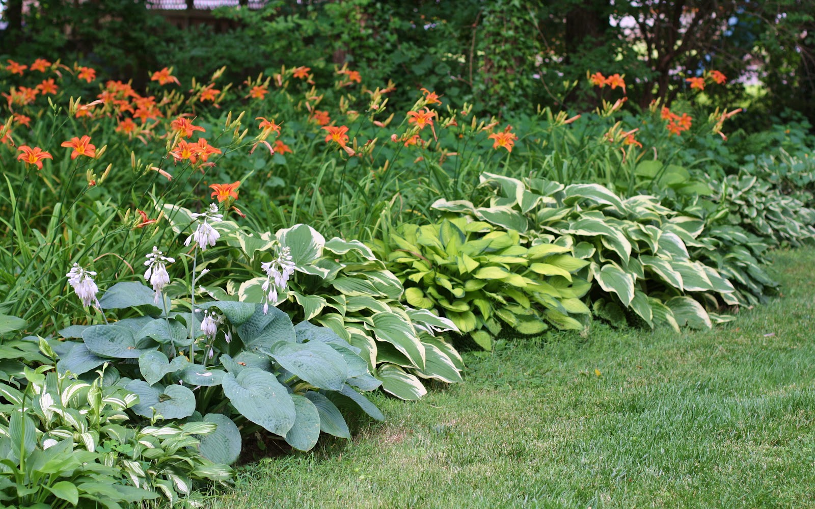 Landscaping with Hostas and Daylilies
