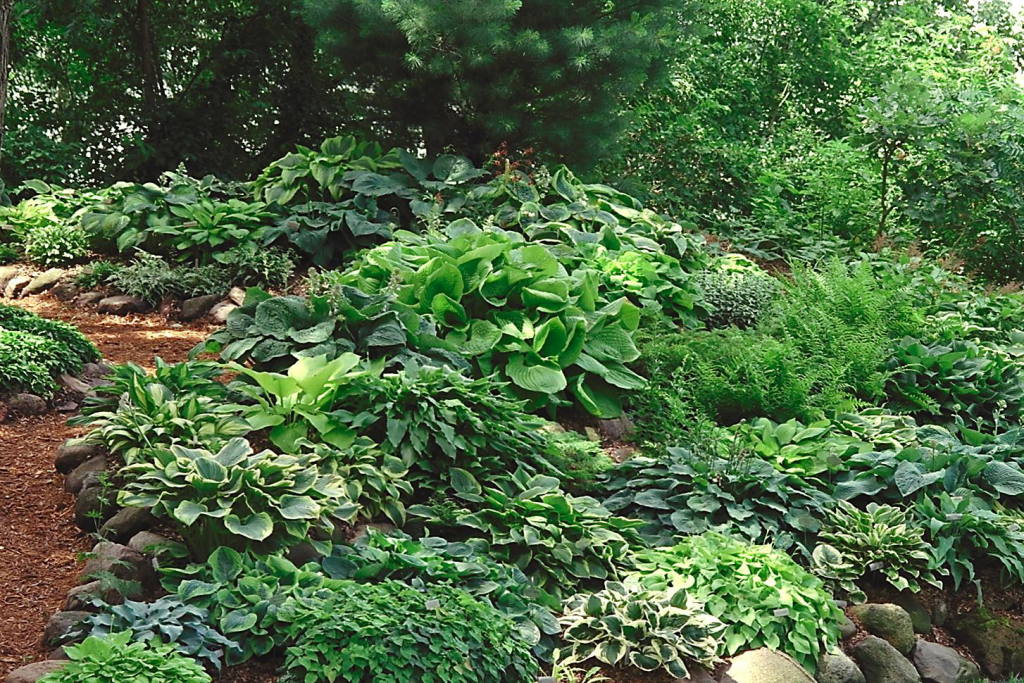 11 Hosta Garden Design Images Hosta Garden Design Ideas Hosta