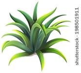 Agave Plant Clip Art
