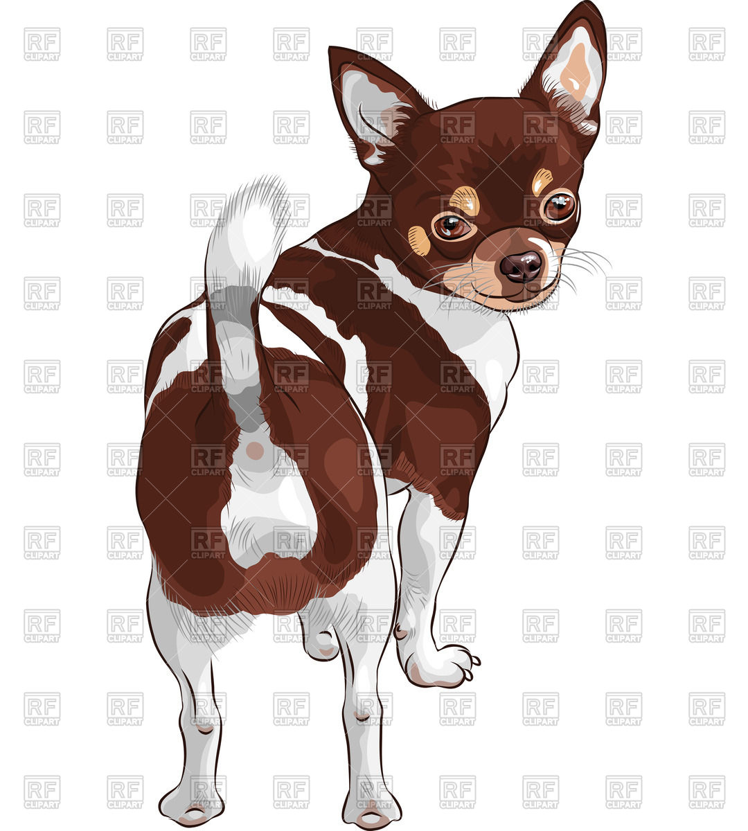 Chihuahua Dog Breed