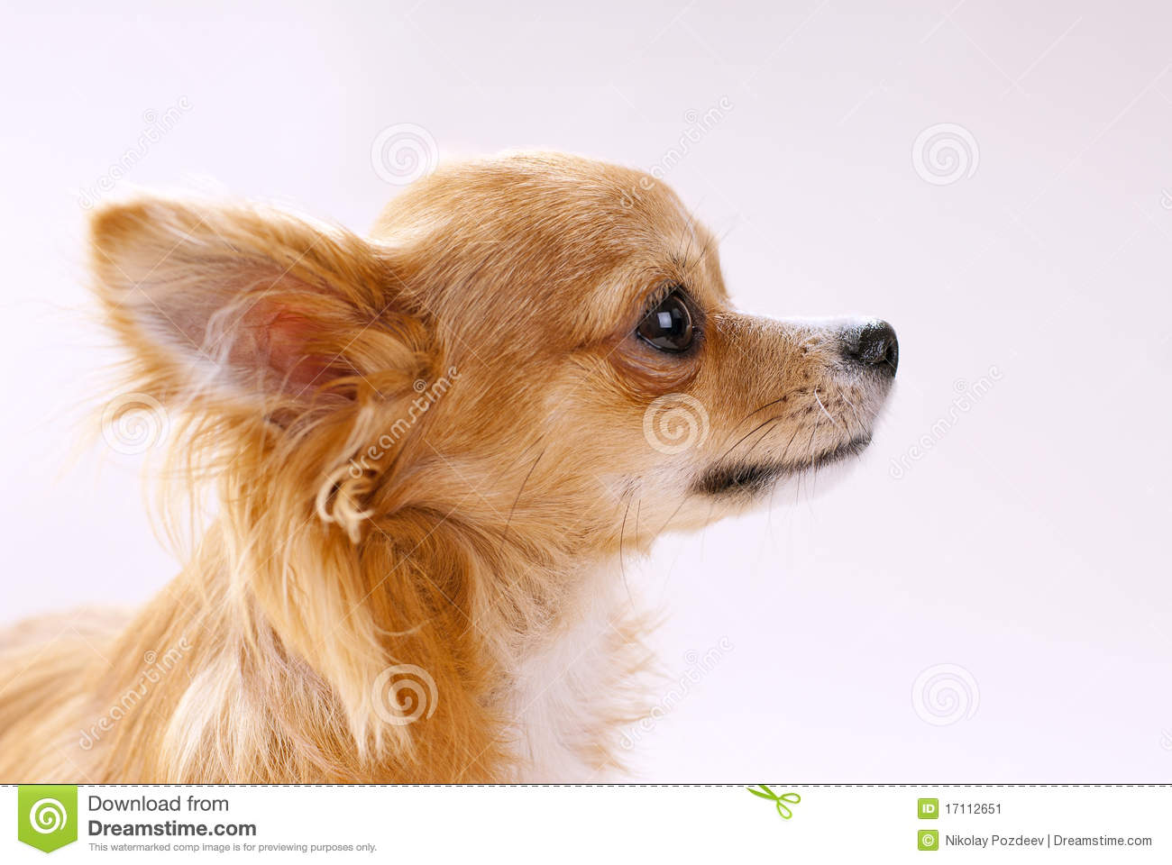 Chihuahua Dog Head