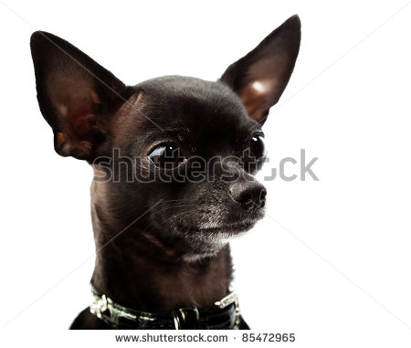 Chihuahua Head