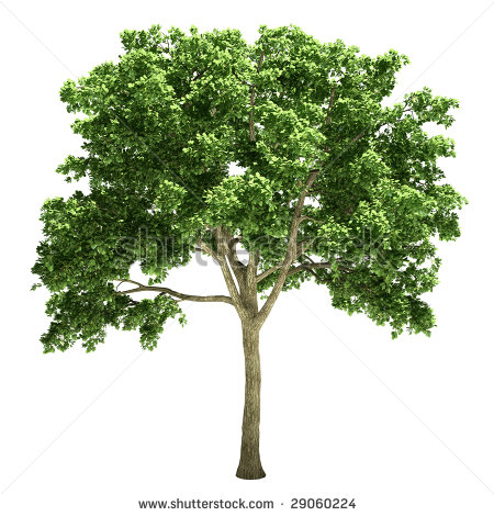 Elm Tree Drawing