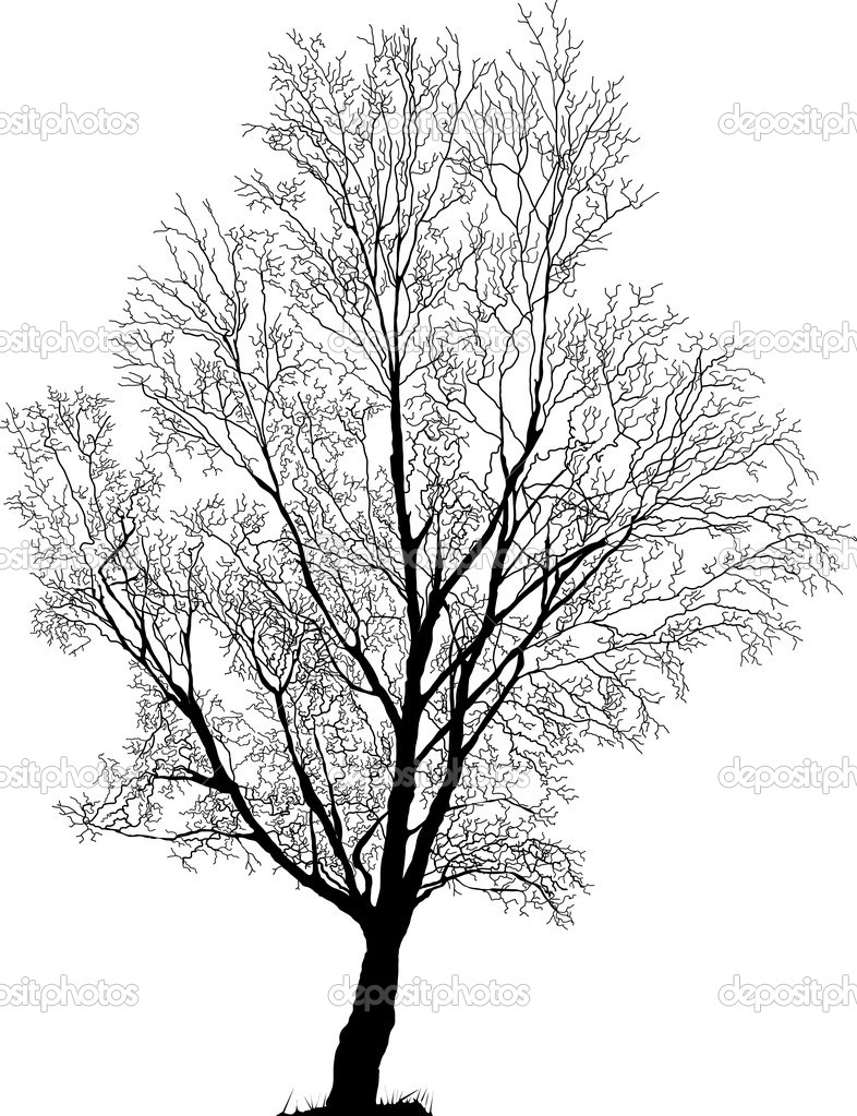 Elm Tree Vector Illustration