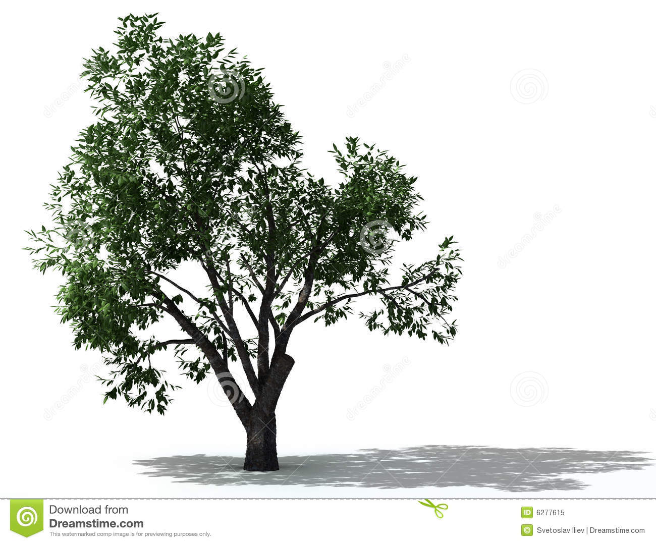Elm Tree Elm Tree