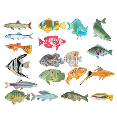 Fish Vector Free Download